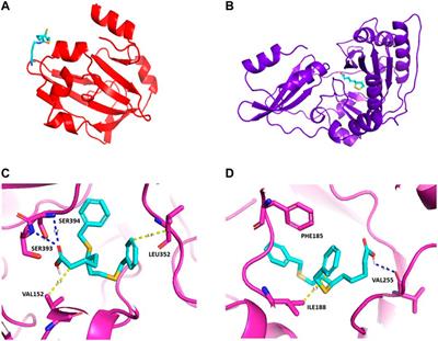 Lipoic Acid Metabolism as a Potential Chemotherapeutic Target Against Plasmodium falciparum and Staphylococcus aureus